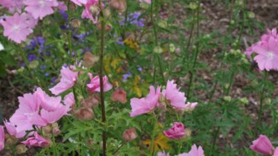 Malva alcea 'Fastigiata'