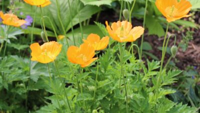 Papaver cambricum