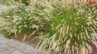 Melica ciliata