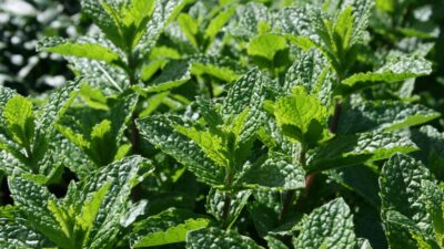 Mentha aquatica