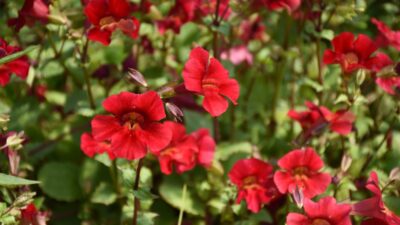 Mimulus cupreus 'Roter Kaiser'