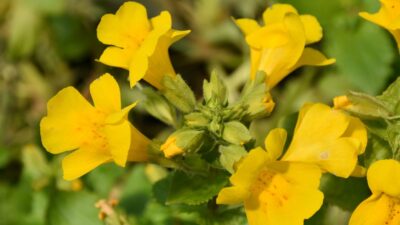 Mimulus luteus