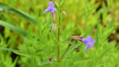 Mimulus ringens