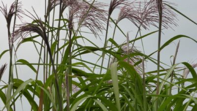 Miscanthus x giganteus 'Aksel Olsen'