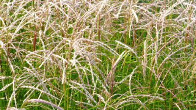 Miscanthus sinensis 'Kleine Fontäne'