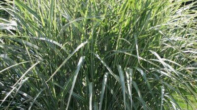 Miscanthus sinensis 'Variegatus'