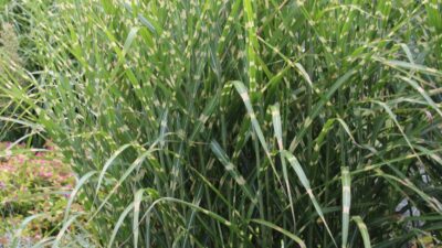 Miscanthus sinensis 'Zebrinus'