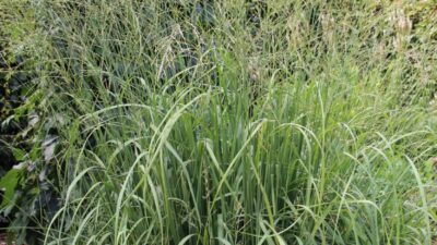 Molinia arundinacea 'Karl Foerster'