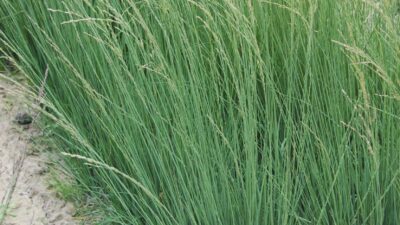 Molinia caerulea 'Heidebraut'
