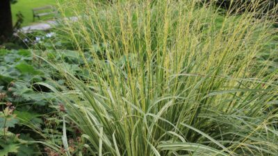 Molinia caerulea 'Variegata'