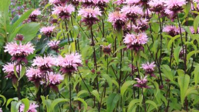 Monarda fistulosa 'Beauty of Cobham'