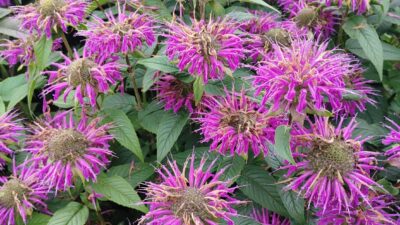 Monarda fistulosa 'Blaustrumpf'