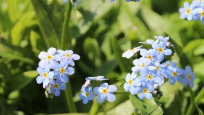 Myosotis scorpioides (palustris)