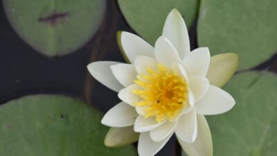 Nymphaea alba