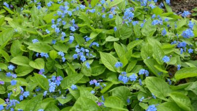 Omphalodes verna
