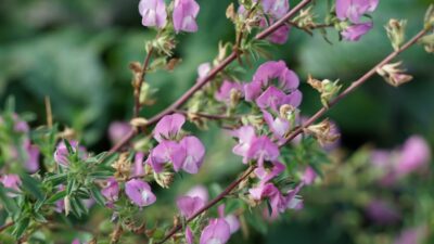 Ononis spinosa