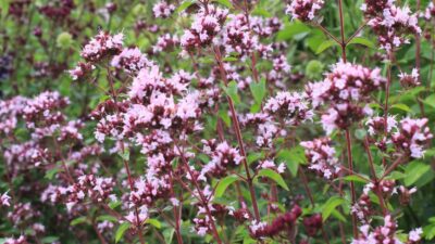 Origanum laevigatum 'Herrenhausen'