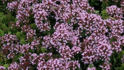 Origanum vulgare 'Compactum'