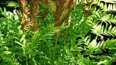 Osmunda regalis
