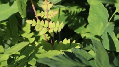 Osmunda regalis 'Purpurascens'
