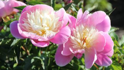 Paeonia lactiflora 'Bowl of Beauty'