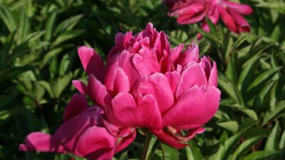 Paeonia lactiflora 'Karl Rosenfield'