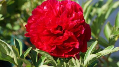 Paeonia officinalis 'Rubra Plena'