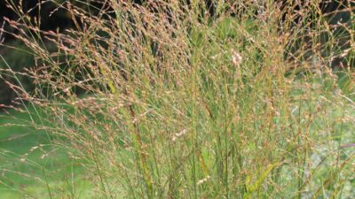 Panicum virgatum 'Hänse Herms'