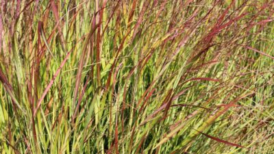 Panicum virgatum 'Rehbraun'
