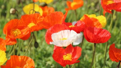 Papaver nudicaule 'Gartenzwerg'