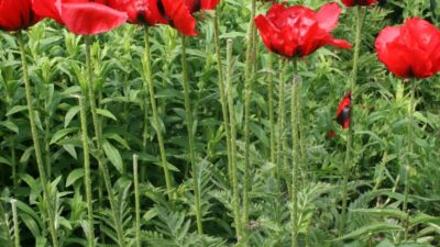 Papaver orientale 'Beauty of Livermere'