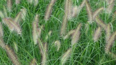 Pennisetum alopecur. 'Compressum'