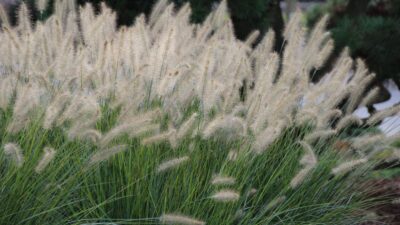 Pennisetum alopecur. 'Hameln'