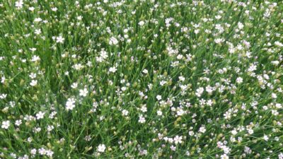 Petrorhagia saxifraga