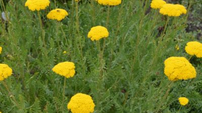 Achillea filipendulina 'Parker'