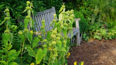 Phlomis russeliana