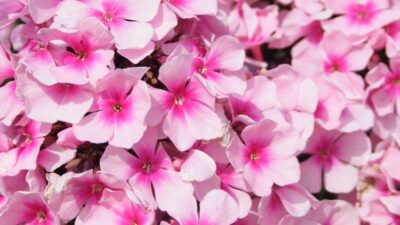 Phlox paniculata 'Bright Eyes'