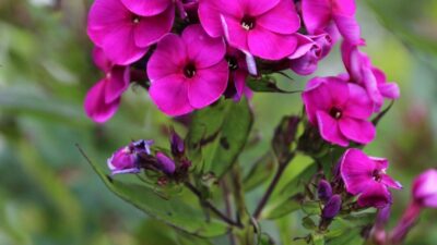 Phlox paniculata 'Düsterlohe'