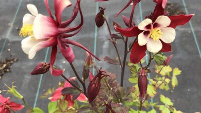 Aquilegia caerulea 'Crimson Star'