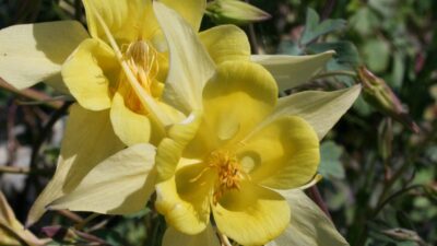 Aquilegia chrysantha 'Yellow Queen'