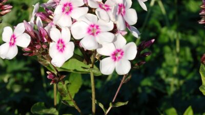 Phlox paniculata 'Kirmesländler'