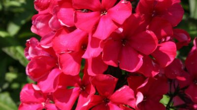 Phlox paniculata 'Starfire'