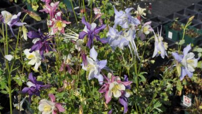 Aquilegia caerulea 'McKana'