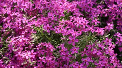 Phlox subulata 'Atropurpurea'