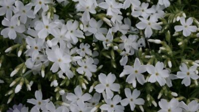 Phlox subulata 'White Delight'