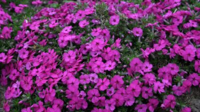 Phlox douglasii 'Red Admiral'