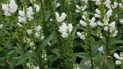 Physostegia virginiana 'Summer Snow'