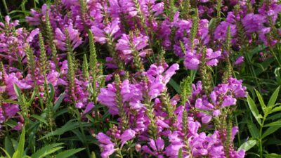 Physostegia virginiana 'Vivid'