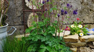 Aquilegia vulgaris