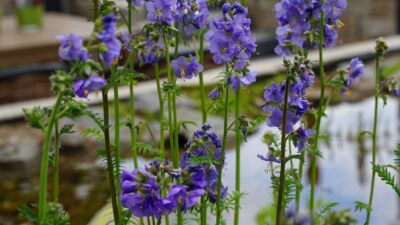 Polemonium caeruleum